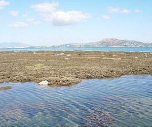 Coral reef thriving in sediment-laden waters