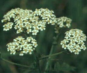 Forest killer plant study explores rapid environmental change factors