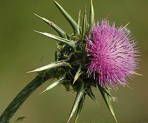 Farm 'weeds' have crucial role in sustainable agriculture