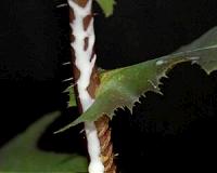 Study points the way toward producing rubber from lettuce