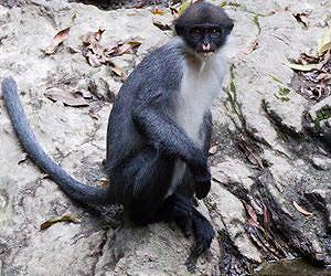 Mysterious monkey rediscovered in Bornean rainforest