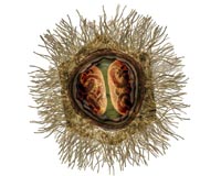 Scientists Reveal Invasion Strategy Of Largest Virus