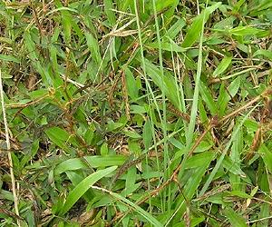 Plants Sort And Eliminate Genes Over Millennia