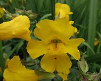 Flower find provides real-time insight into evolution