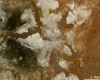 Earth's mineralogy unique in the cosmos