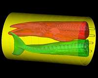 Scientists use rocket scanner to learn how whales hear