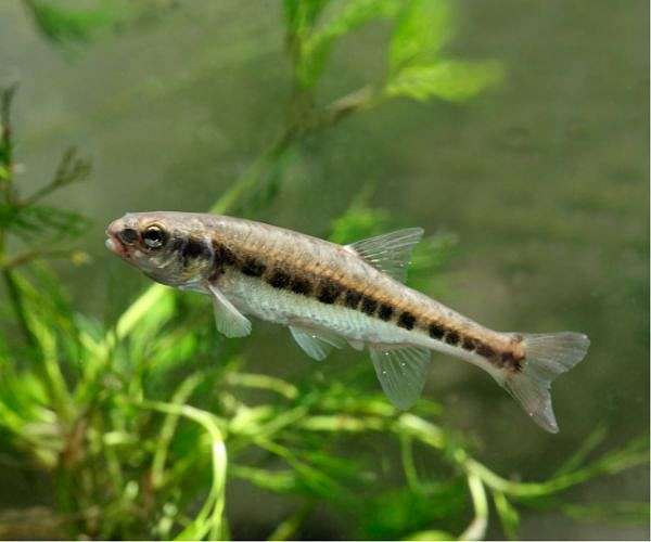 Minnows blamed for algae-filled French, Spanish lakes