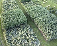Miscanthus Can Meet US Biofuels Goal