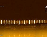 New material structures bend like microscopic hair