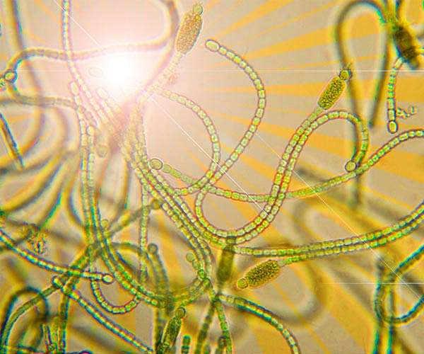 Quantum visualization technique gives insight into photosynthesis