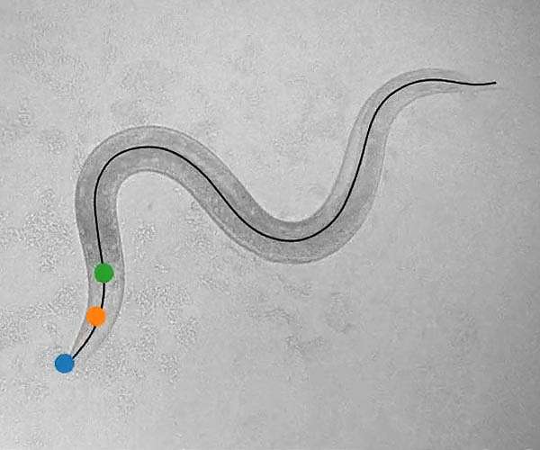 Cracking the code that relates brain and behavior in a simple animal