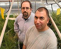 Researchers Help Find Master Switch In Plant Communication