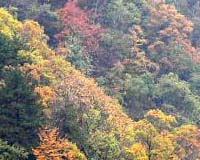 Snow storms destroy one tenth of China's forests: report