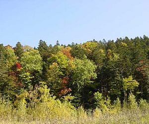Mixed forest provides beneficial effects