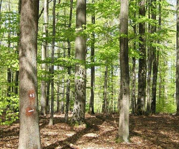 Forests with multiple tree species are 70% more effective as carbon sinks than monoculture forests
