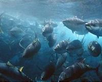 Pacific tuna conservation meeting ends in deadlock