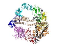 Revealing the inner workings of a molecular motor