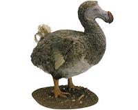 The secret life of dodos, revealed