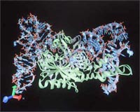 Fishy Clue Helps Establish How Proteins Evolve