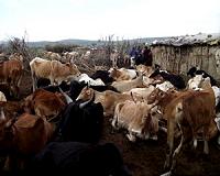 Ancient Africans used 'no fly zones' to bring herds south
