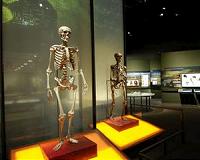 Step forward in understanding human feet