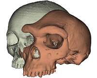 Why expressive brows might have mattered in human evolution