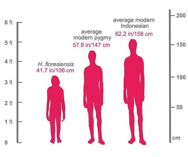 Discovery of tiny bone sheds light on mysterious 'hobbit' humans