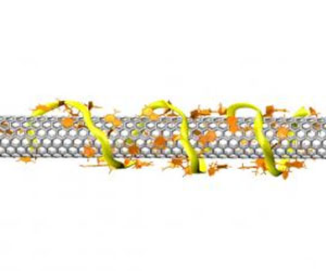 DNA strands that select nanotubes are first step to a practical quantum wire