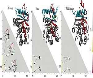 Knotty proteins present new puzzle