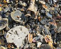Mollusk graveyards are time machines to oceans' pristine past