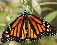 Trump wall could harm butterfly's migration: Mexican official