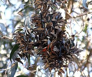 Darker wings for monarch butterflies mean better flight