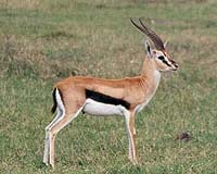 Massive Herds Of Animals Found To Still Exist In Southern Sudan