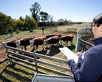 Australian-Chinese bid for massive cattle estate