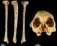 A one-million-year-old monkey fossil