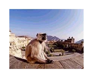 Man mistakes son for monkey, shoots him dead