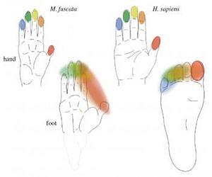 What evolved first -- a dexterous hand or an agile foot?