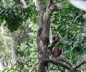 Hunting for meat impacts on rainforest