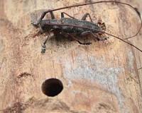 Invertebrate numbers nearly halve as human population doubles