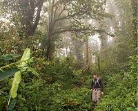 Can cloud forests survive climate change?