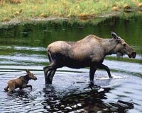 Multiple moose births questioned in Alaska