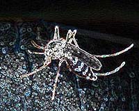 France warns of epidemic after chikungunya deaths in Antilles, Guiana