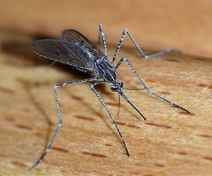 New findings by UCR scientists hold big promise for fight against mosquito-borne diseases