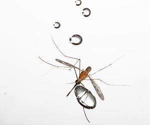 Mosquitoes Fly in Rain Thanks to Low Mass