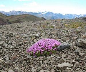 Climate Tipping Points For Populations, Not Just Species
