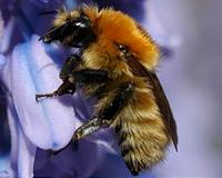 Parasites fail to halt European bumblebee invasion of the UK