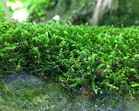 Humble moss helped create our oxygen-rich atmosphere
