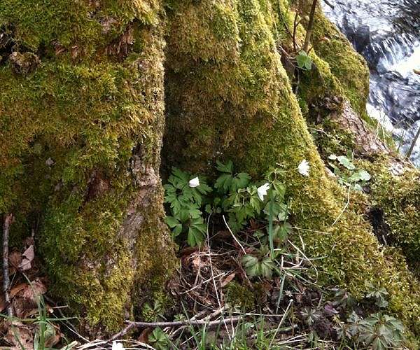 Why mosses are vital for the health of our soil and Earth