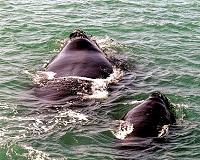 Canada will use 'all resources' to protect right whales