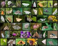 Sound-absorbing fur helps moths avoid bat predation